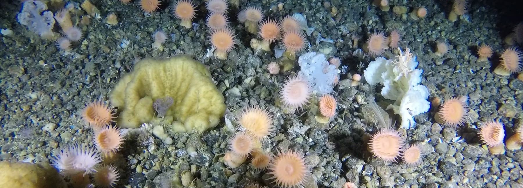 Soft corals, anemones, and other marine life on the seafloor in Greenlandic waters