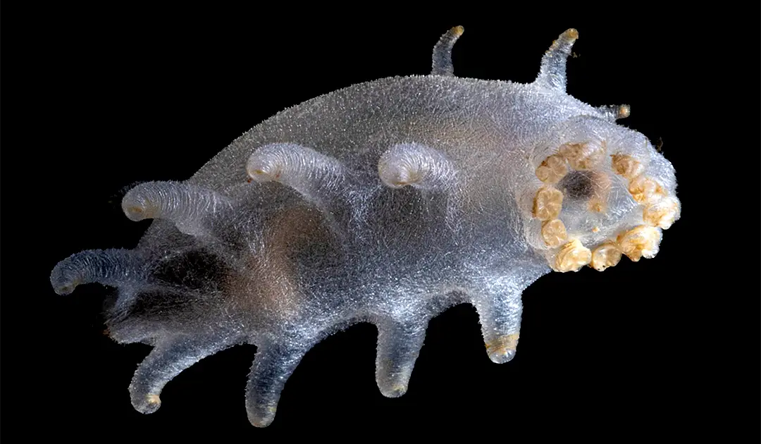 Deep-sea life photographed during the Arctic Deep Expedition