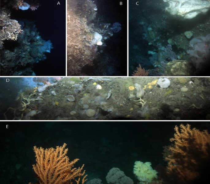 Lophelia pertusa reef imagery from Greenlandic waters
